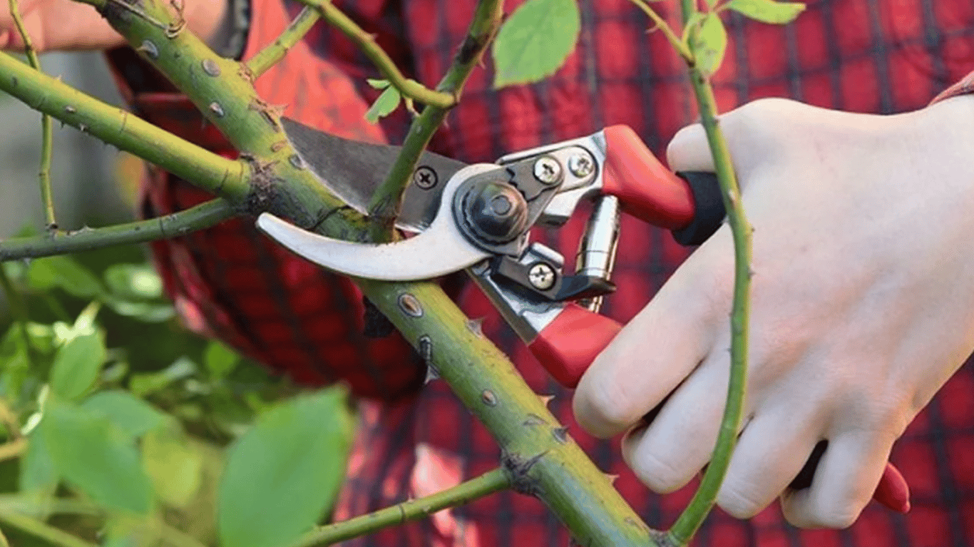 Процедура обрезки роз