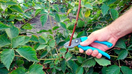 Осенняя обрезка ежевики — простые правила для большого урожая - 285x160