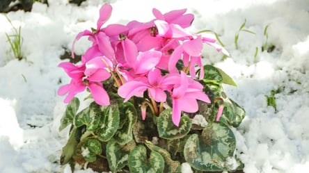 Ідеальна зимова квітка — кращі сорти цикламена та правила догляду - 285x160