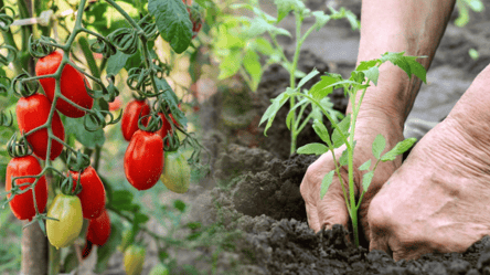 Эти 7 типичных ошибок во время посадки томатов испортят урожай - 285x160