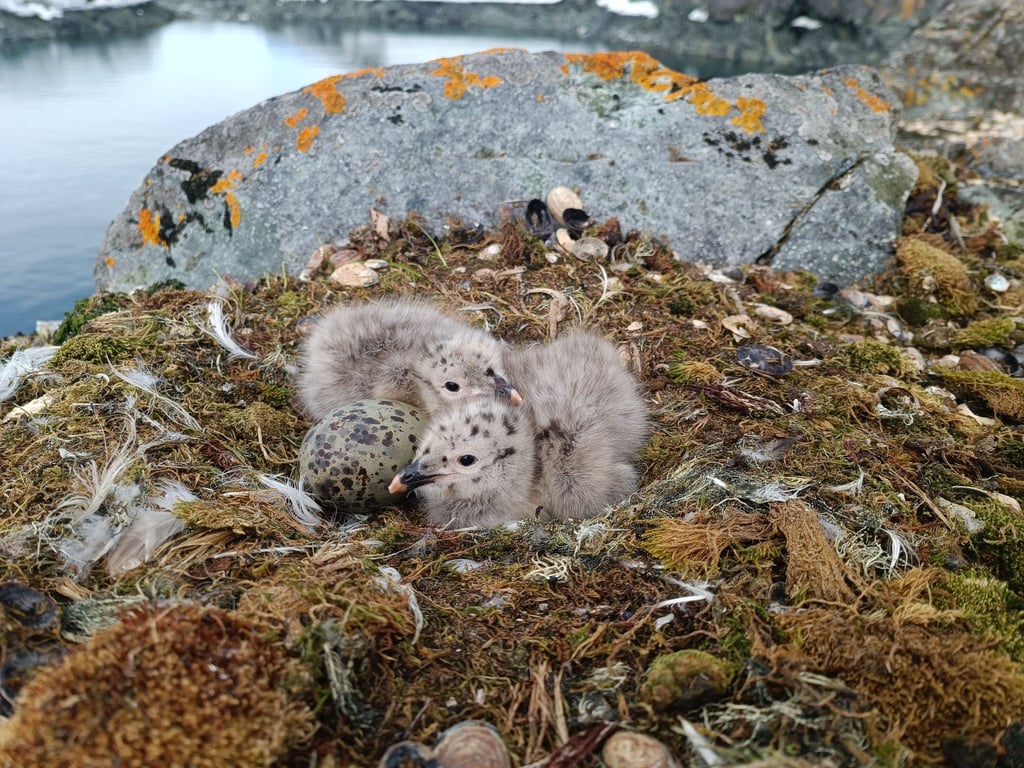 Перші кадри новонароджених мартинів на станції "Академік Вернадський"