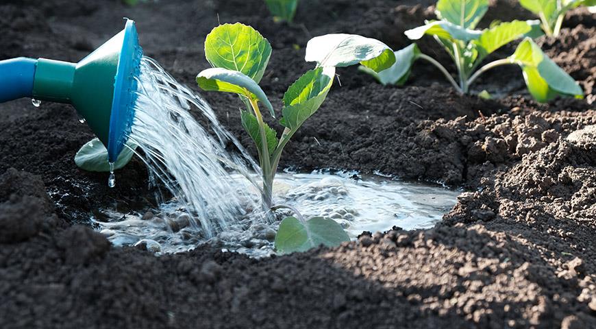 Полив растения под корневую систему