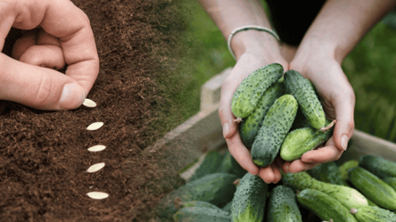 Какие сорта огурцов удивят вкусом и урожаем — новинки 2026 года - 285x160