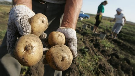 На Львовщине разгорелся скандал из-за "гуманитарной картошки" из Польши: подробности - 285x160