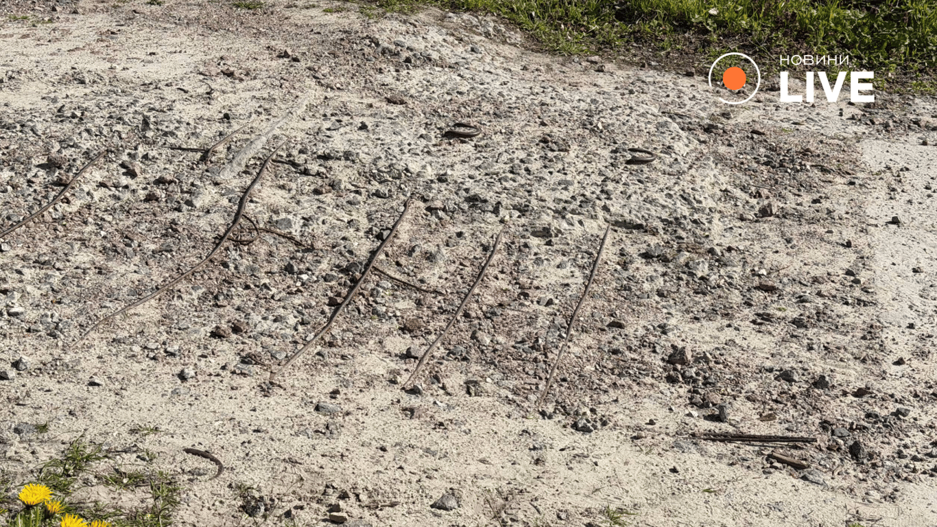 Біля озера Вербне у Києві хочуть привести в порядок територію