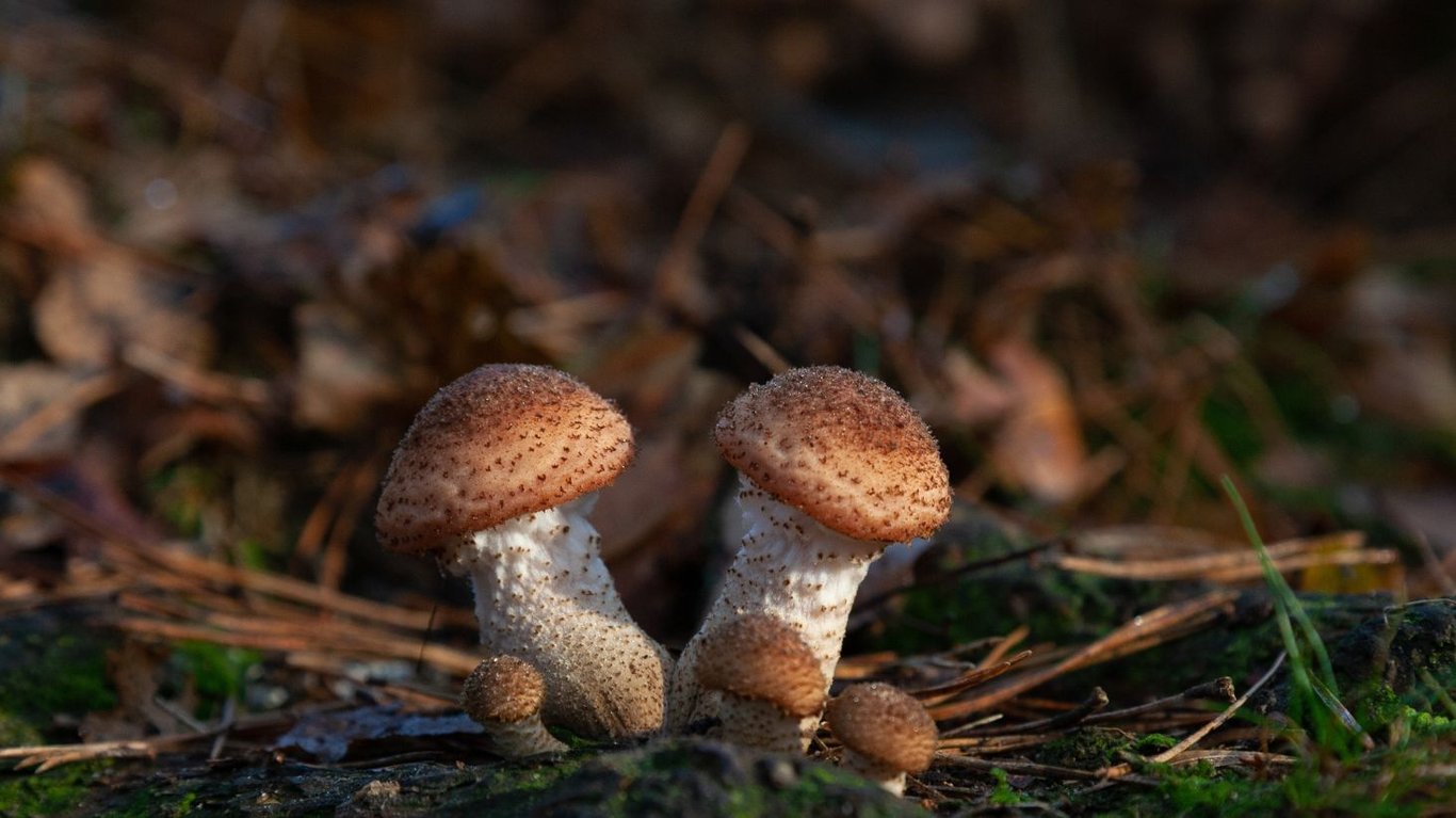 як консервувати лісові гриби