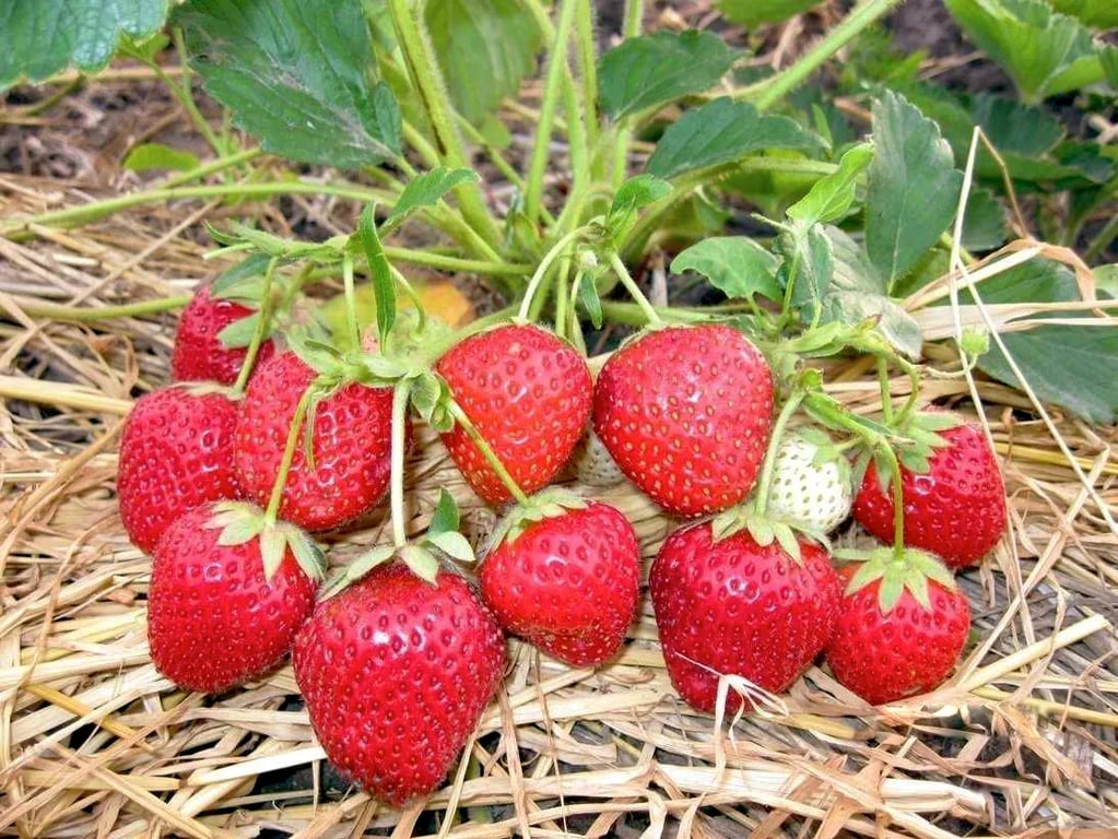 Яку полуницю можна сіяти на розсаду в лютому