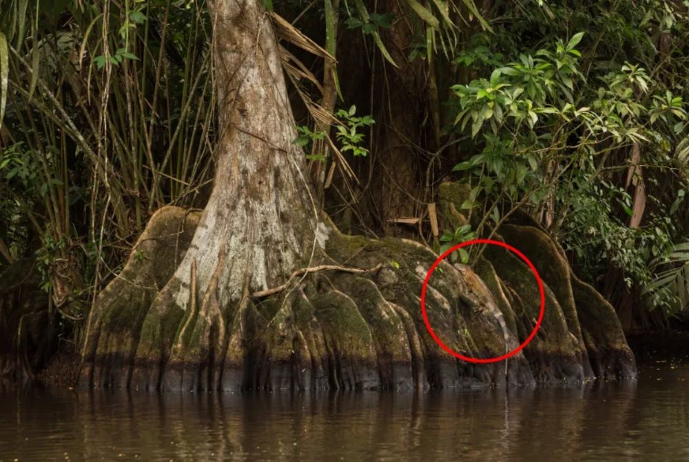 Таємниці тропічного лісу — знайдіть тварину на фото за 7 секунд - фото 2