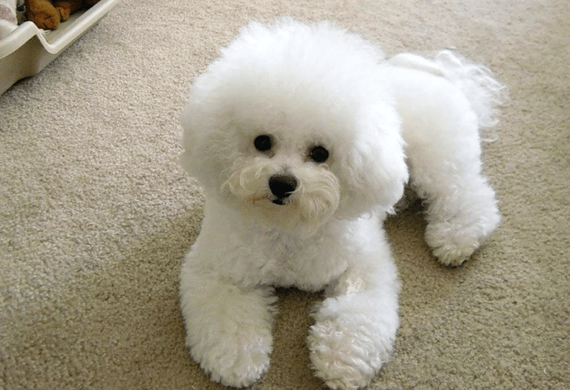 Бишон-фризе