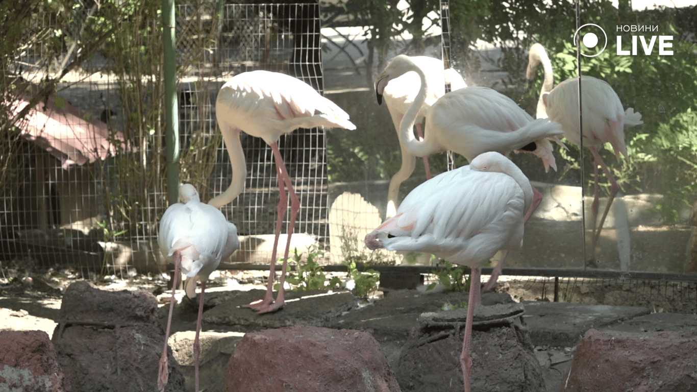 Фламінго в зоопарку 