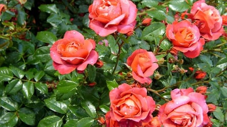 Чем заменить розы — декоративные кустарники для легкого сада - 285x160