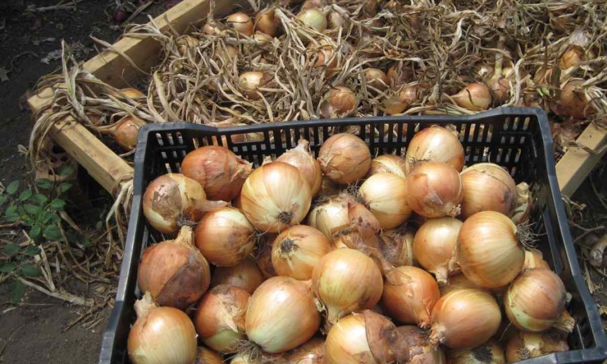 Процесс хранения урожая лука