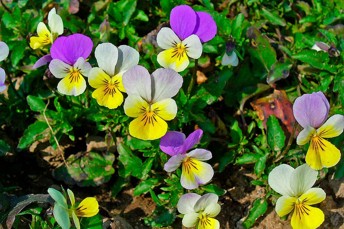 Які квіти посадити у серпні 2024 року — братки