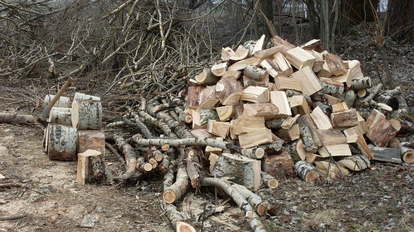 Заготівля дров у лісосмугах — чи можна збирати дрова біля поля