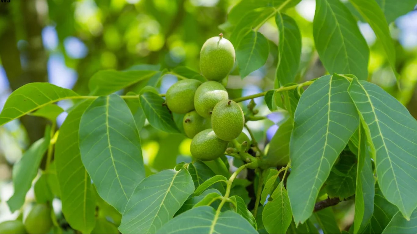 Які нюанси слід враховувати при посадці рослин поруч із волоським горіхом