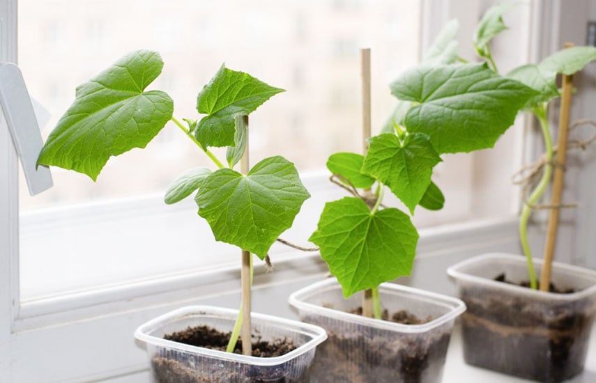 Огурцы на рассаде