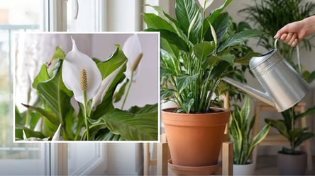 "Жіноче щастя" не перестане квітнути — чим підживити спатифілум - 285x160