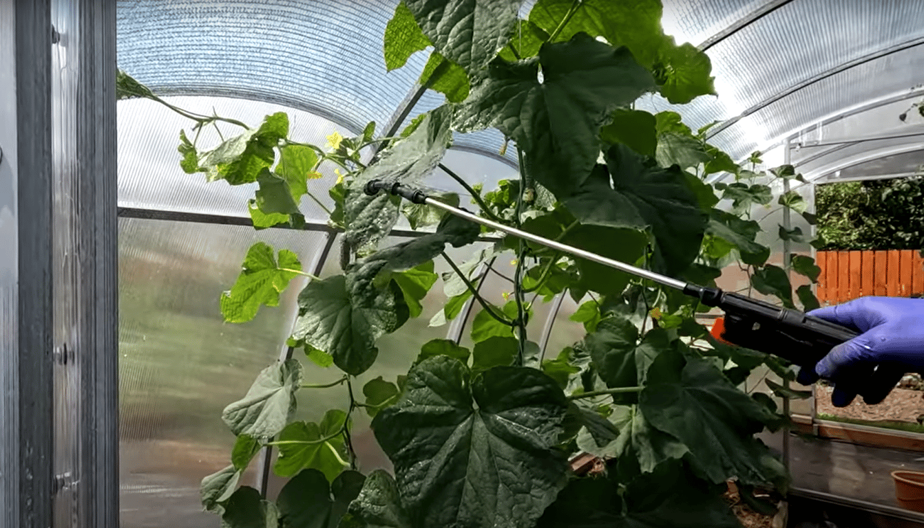 Обработка огурцов против вредителей