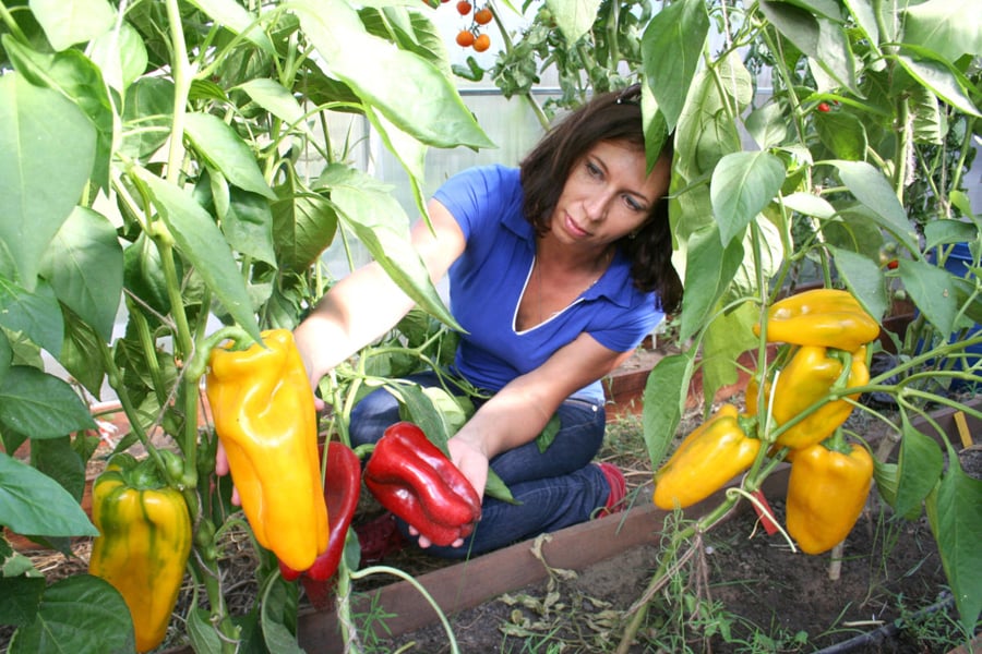 Ці солодкі перці дадуть шалений врожай — чотири головні сорти