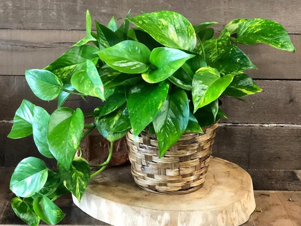 Золотая лиана