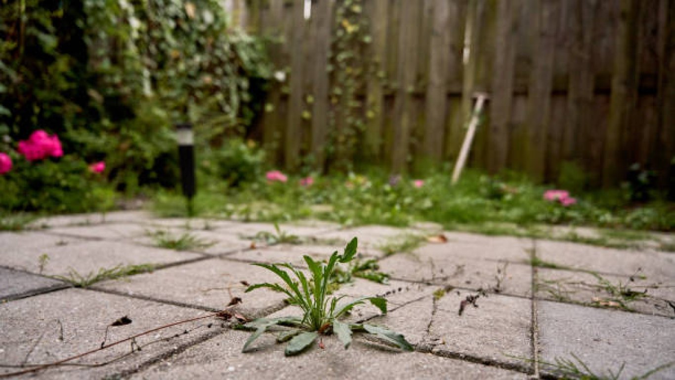 Бур’яни, що проростають крізь тротуарну плитку у дворі.