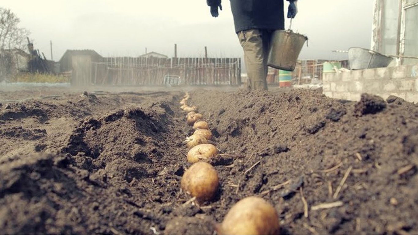 Что нельзя добавлять в лунки при посадке картофеля — погубит урожай