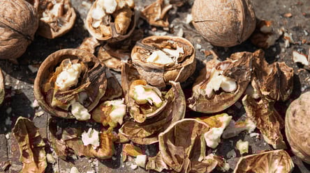 Шкаралупа горіхів творить дива — добриво, що пожвавлює город - 285x160