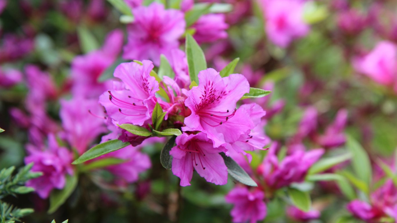Рожеве цвітіння азалії підкреслює красу саду.