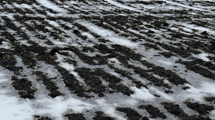 Виснажений ґрунт та зледеніння — чи буде врожай на Одещині у 2026 - 285x160