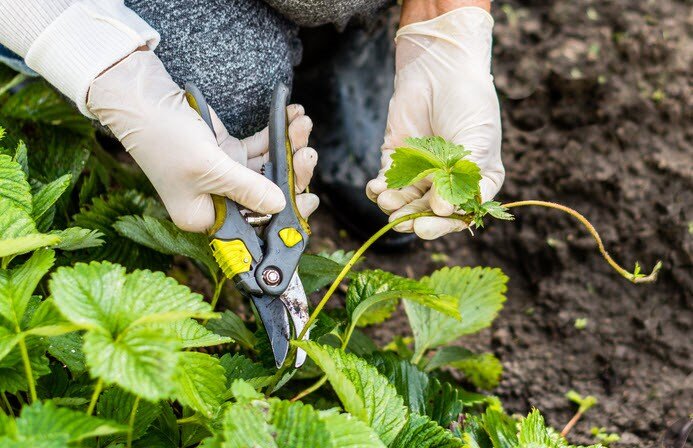 Процедура обрезки усов клубники