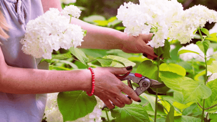 Осіння обрізка гортензії — як сформувати красивий кущ - 285x160