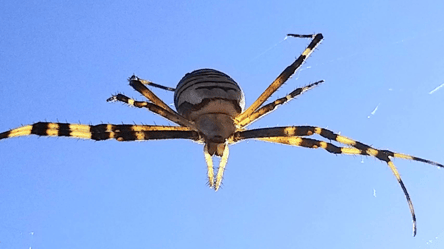 На одеському узбережжі з’явилися "павуки-оси" — чим небезпечні - 285x160