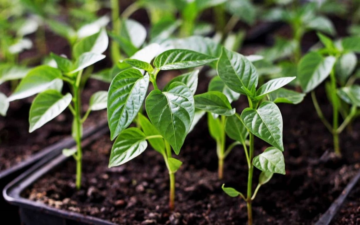 Перец на рассаду