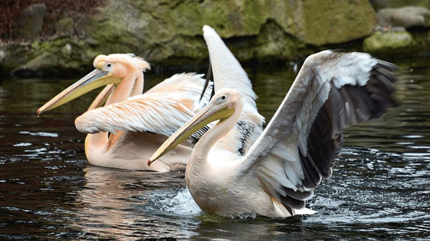В киевском зоопарке пеликаны вернулись на озера