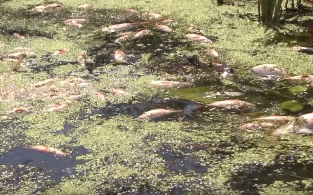 мор рыбы в реке Сейм