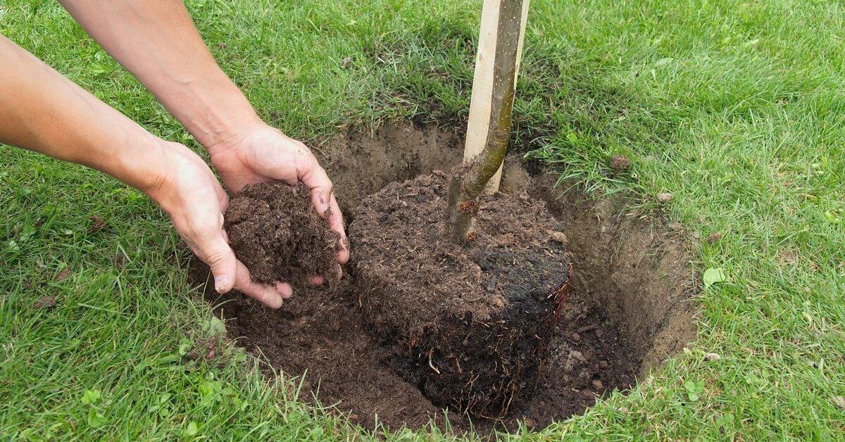 Подготовка ямы для посадки дерева