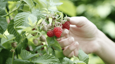 Малина не підмерзне — ефективні способи захисту від холоду - 285x160