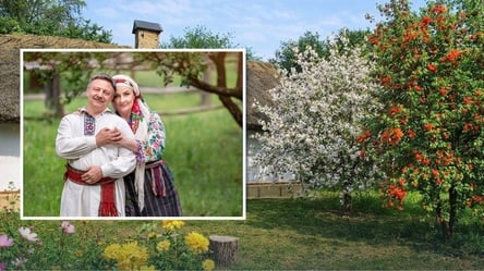 Це дерево садили на подвір'ї для щастя в сім'ї — народні прикмети - 285x160