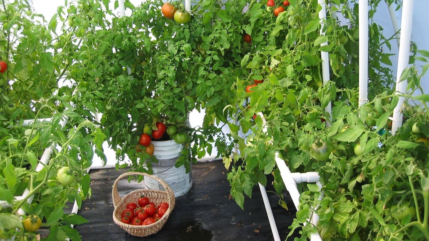 Чем подкормить томаты в теплице — бюджетное средство для большого урожая