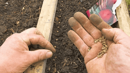 Неожиданный способ, который ускоряет всходы свеклы в разы - 285x160