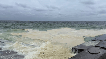 Массовая гибель птиц — масляная ловушка в море возле Одессы - 285x160