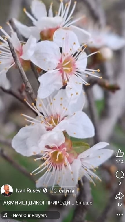 Осінній феномен — на Одещині розквітла дика алича - фото 1