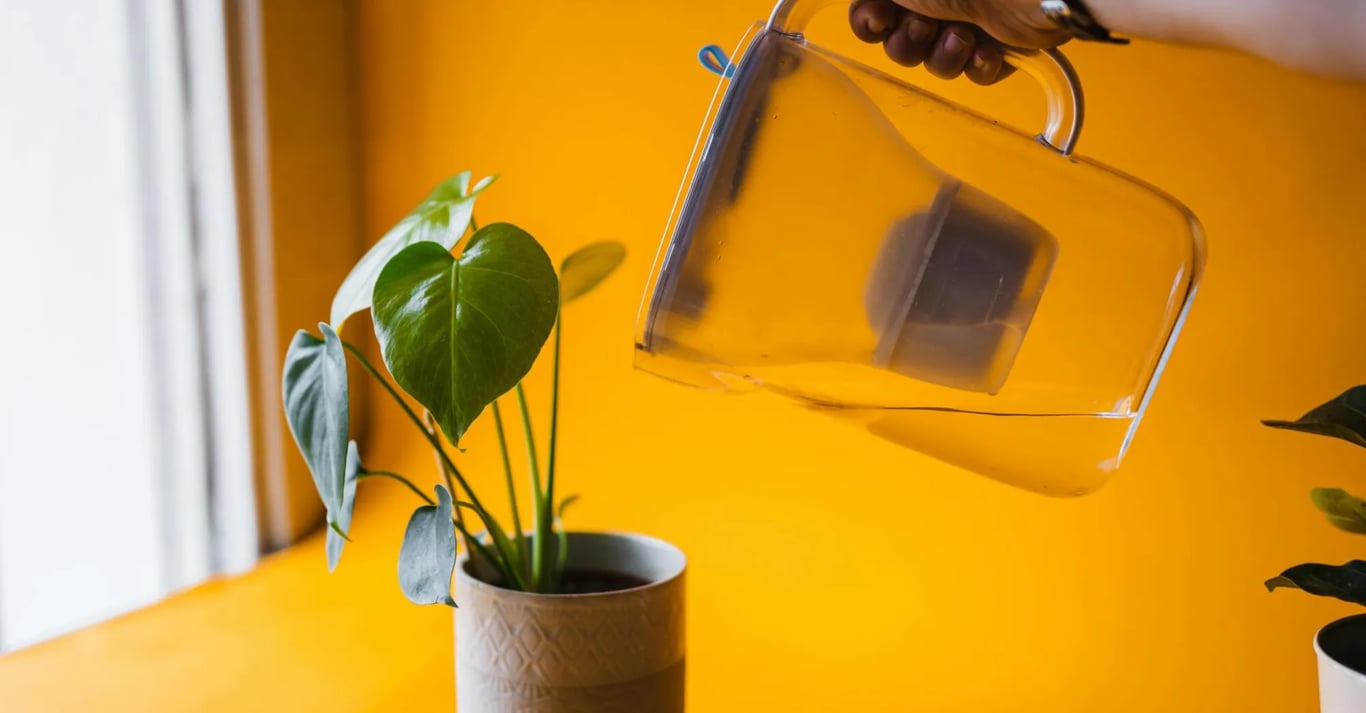 Как подготовить воду из-под крана для полива комнатных растений - три простых способа