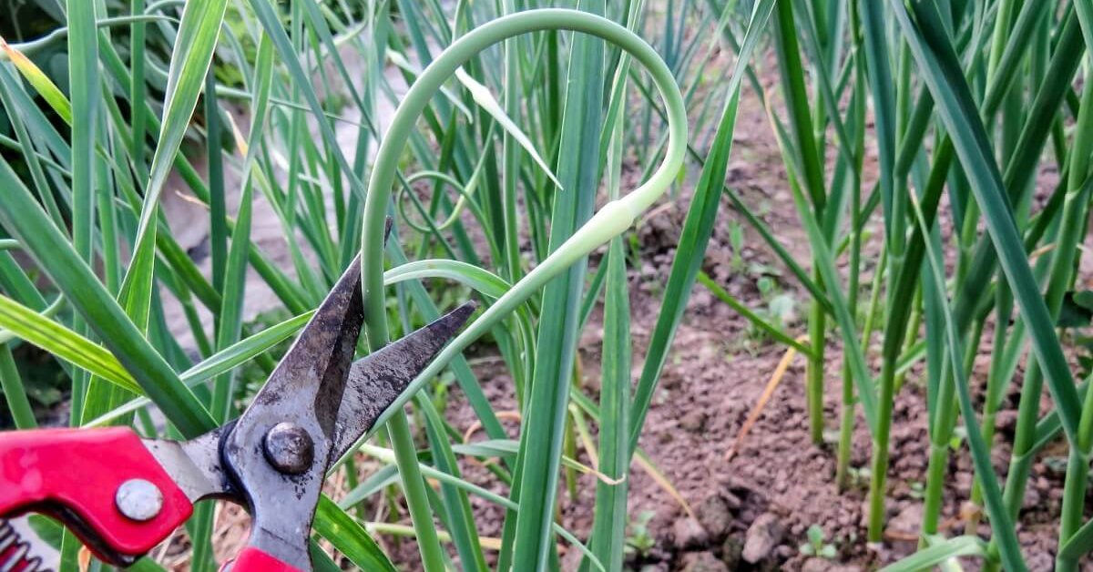 Процедура обрезки стрелок на чесноке
