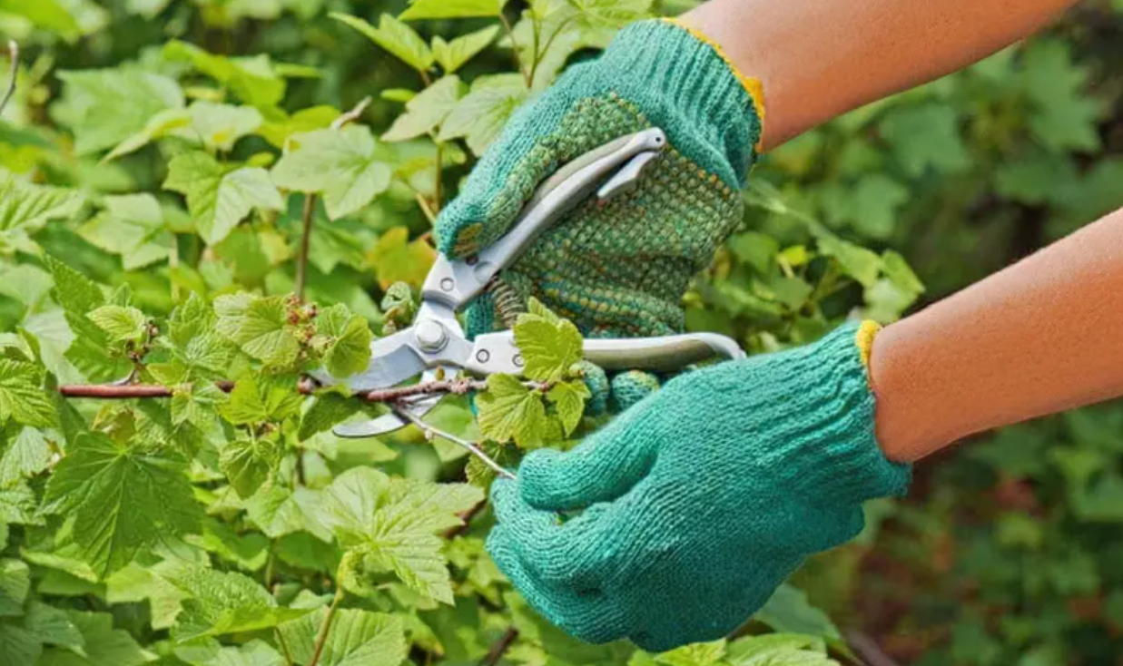 Человек, обрезающий куст смородины