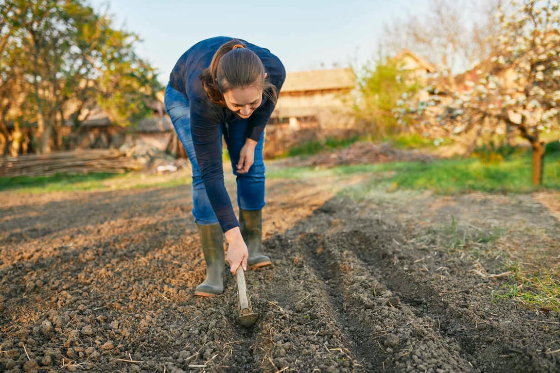 Когда сеять морковь в октябре — условия