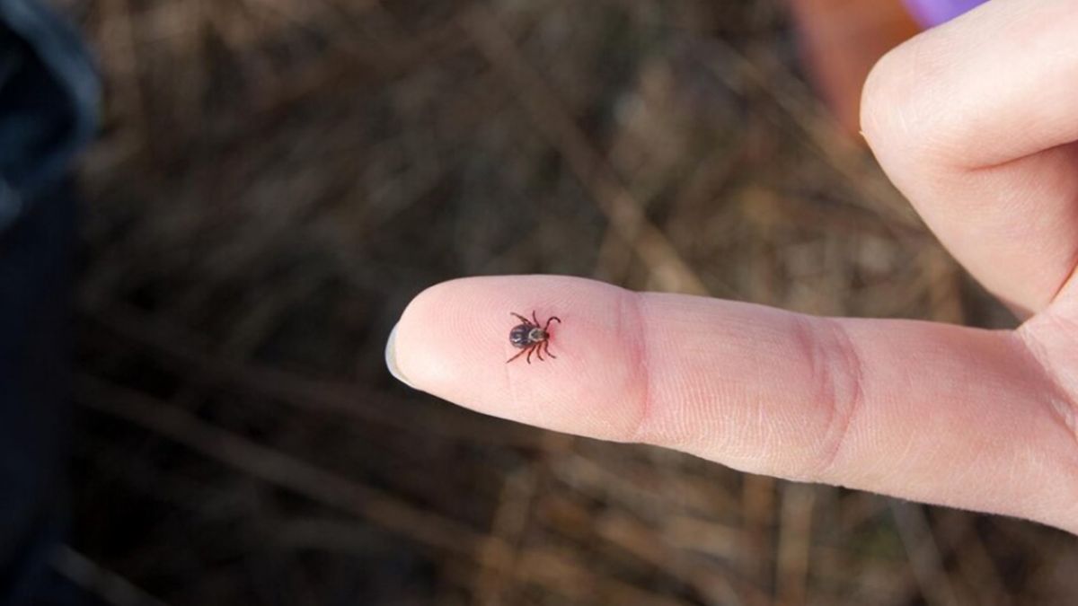 Клещ на пальце человека