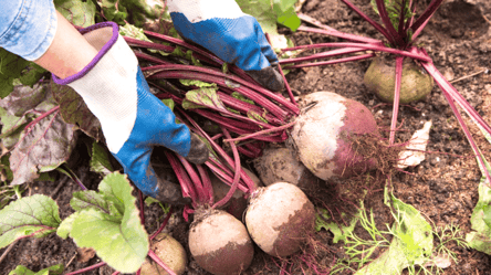 Коли копати буряк у жовтні 2025 — смачний врожай долежить до літа - 285x160