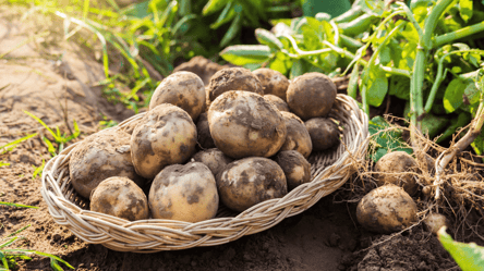 Через цю добавку картопля дрібнішає — помилка в лунках - 290x160