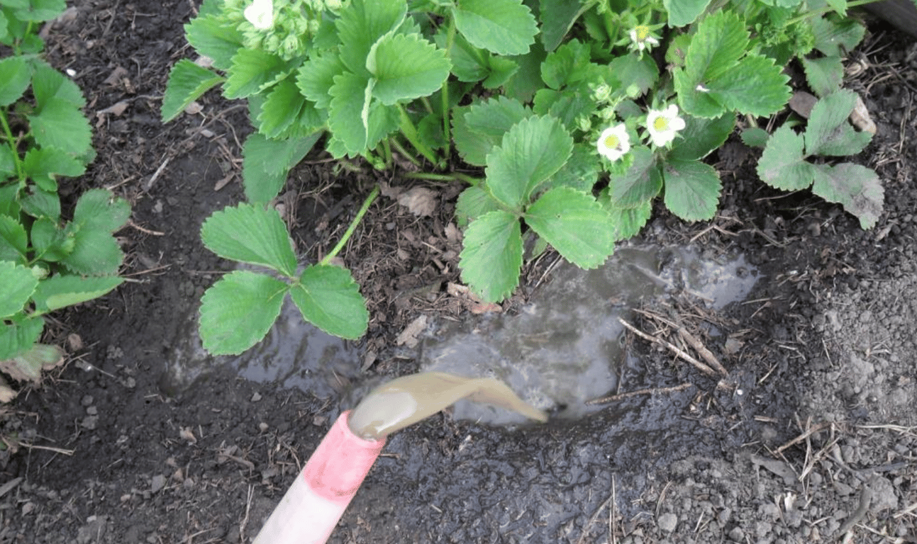 Подкормка клубники